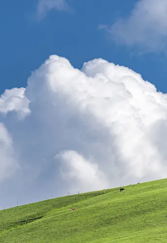 一片草地 上面有牛在吃草 在蓝色的天空中 有云朵。