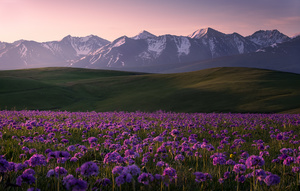 落日时分 草地上盛开着野花 背景是山脉。