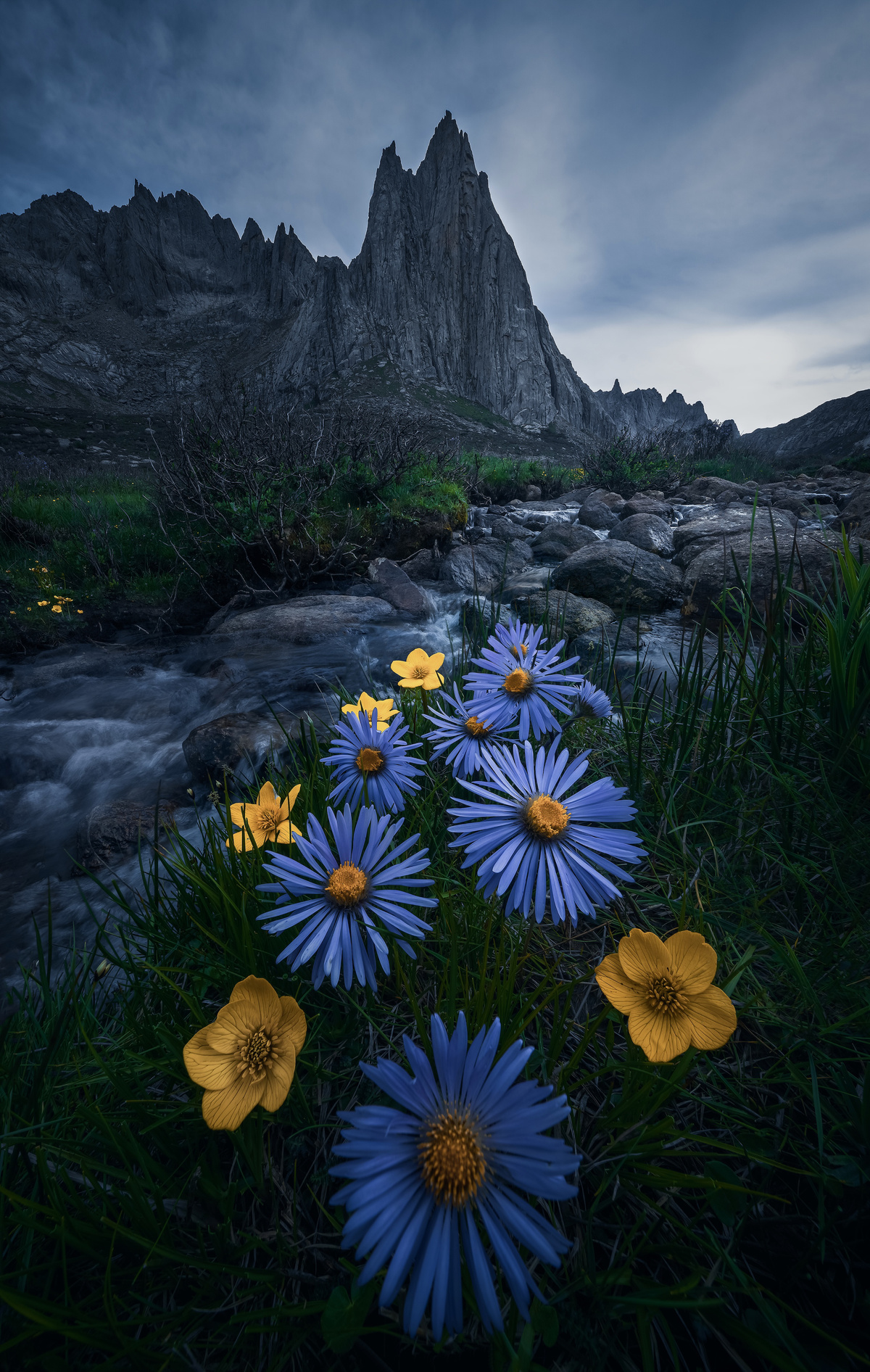 河边的蓝色野花 背景是山脉