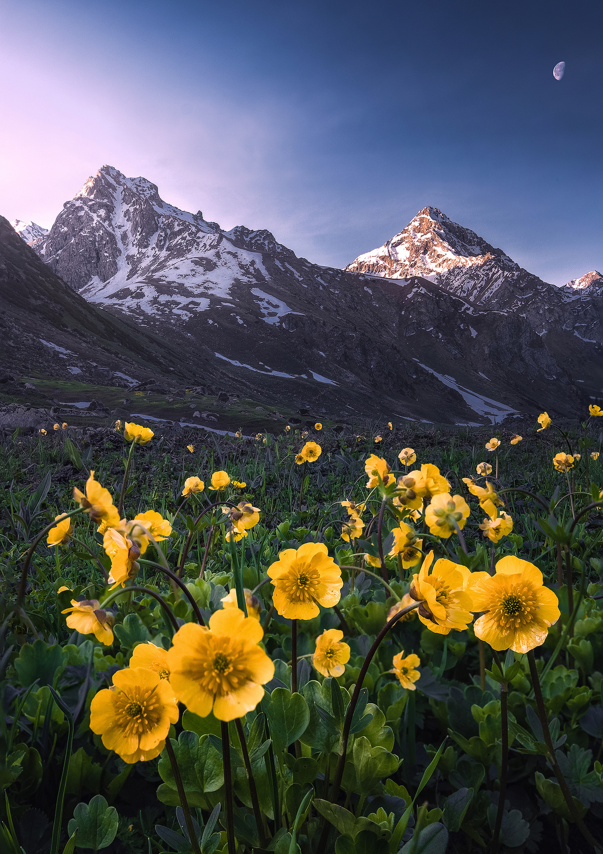 一片黄色的野花在山脉下的山谷中