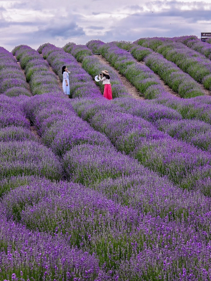 霍城薰衣草