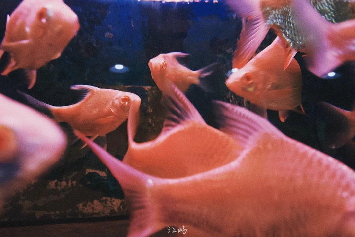 🐟