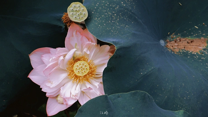 夏荷