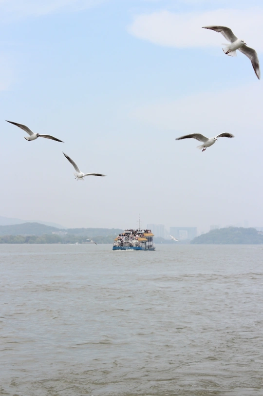 一群海鸥在广阔的水域上飞翔