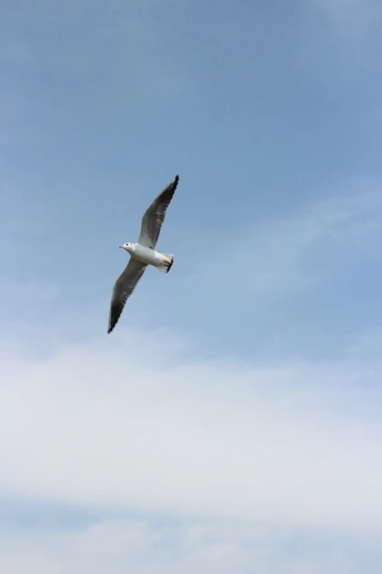 一只海鸥在蓝色的云雾天空中飞翔