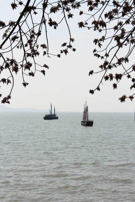前景中有几棵树 水中有几艘船的大型水域