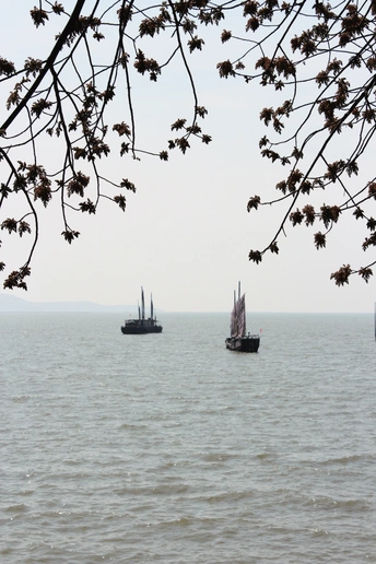 前景中有几棵树 水中有几艘船的大型水域