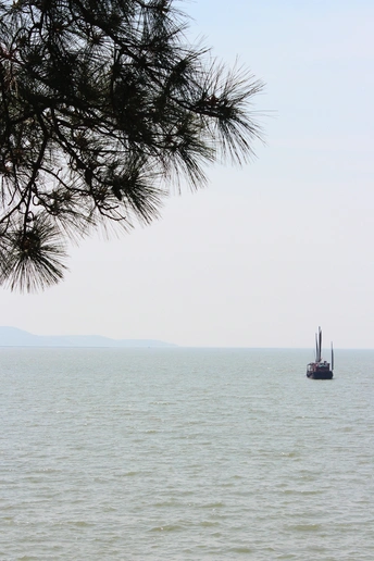 一片水域 一艘帆船漂浮其中 前景有一棵大树。