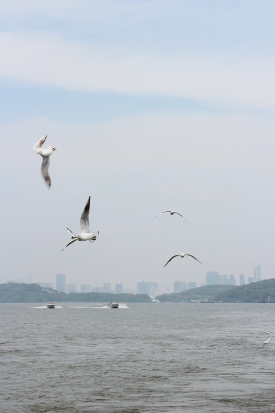 一群海鸥在城市的附近水域上空飞翔