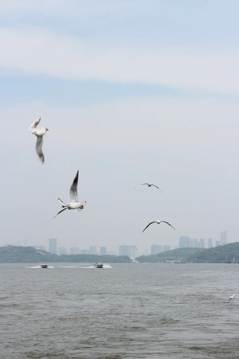 一群海鸥在城市的附近水域上空飞翔