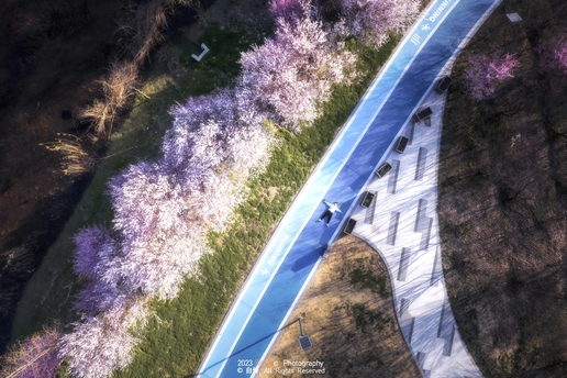 aerial photo of a road  a car  and a field of purp
