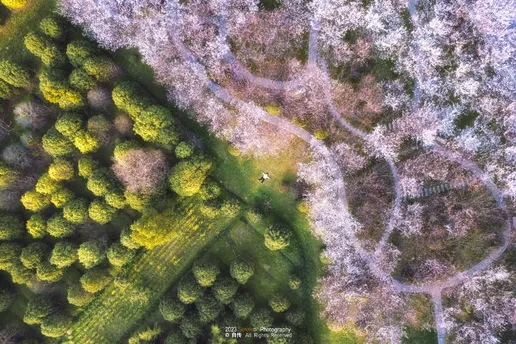 空旷的田野和树木在森林区域的上空图像