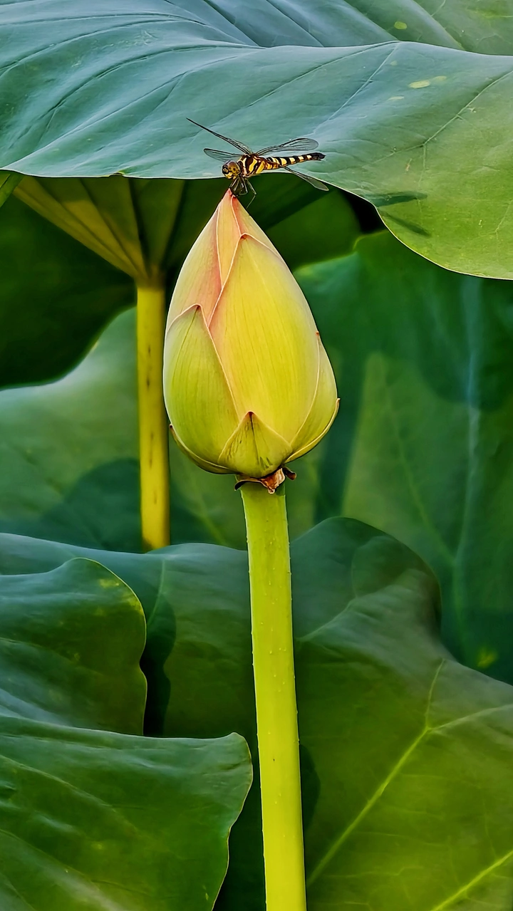 蜻蜓