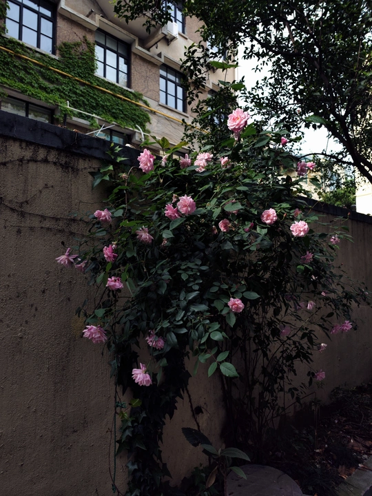 建筑旁边有围墙和树 粉色玫瑰生长在围墙边。