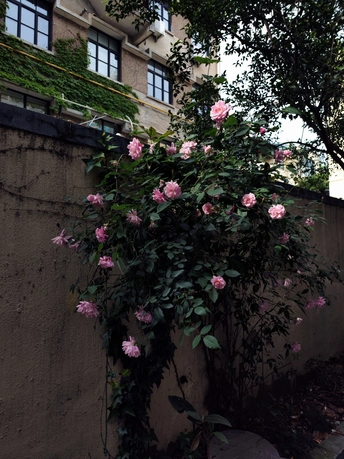 建筑旁边有围墙和树 粉色玫瑰生长在围墙边。