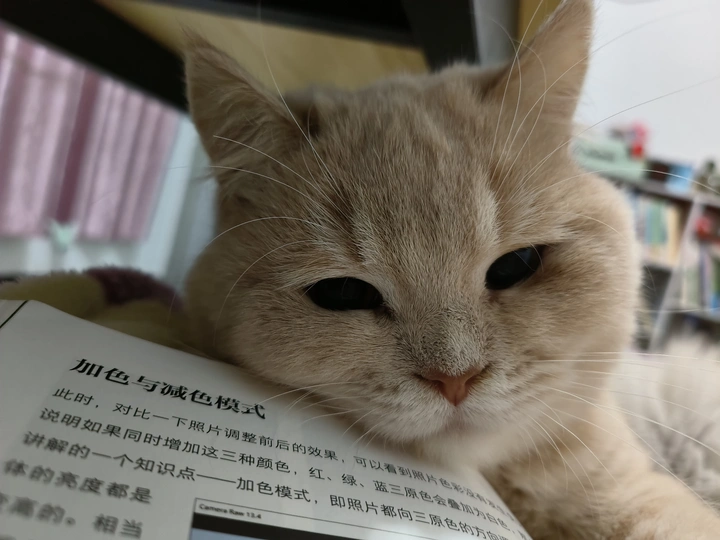 陪伴小黄猫