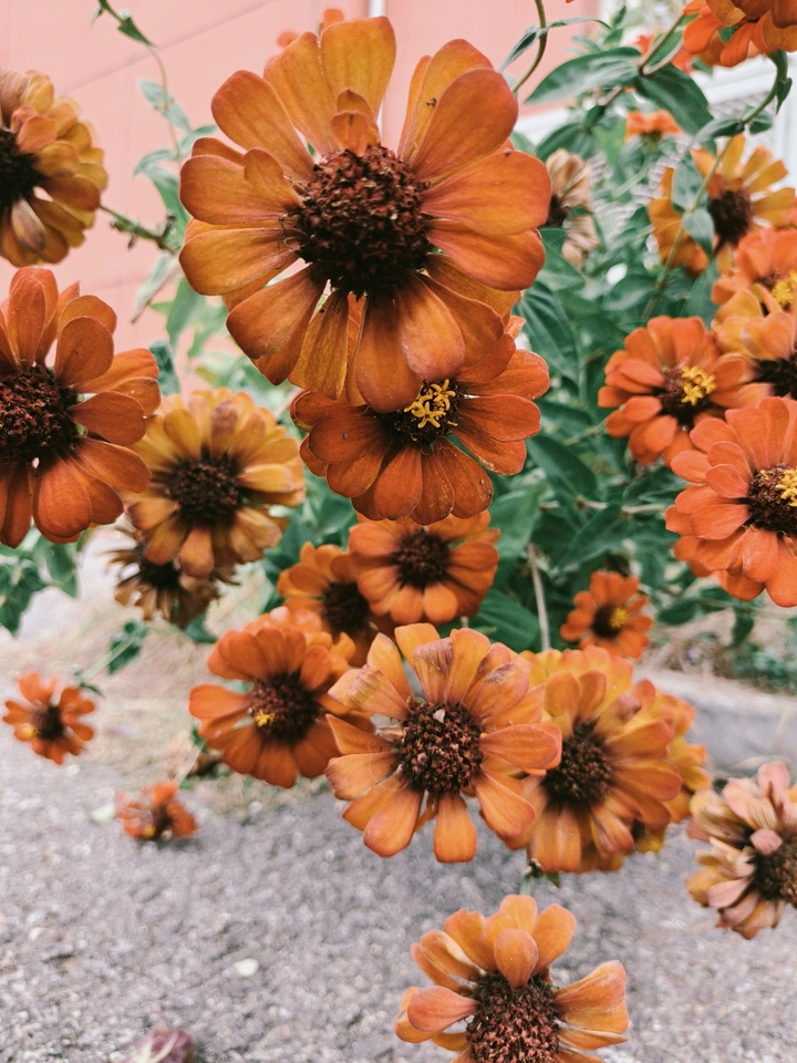 花园一角的花