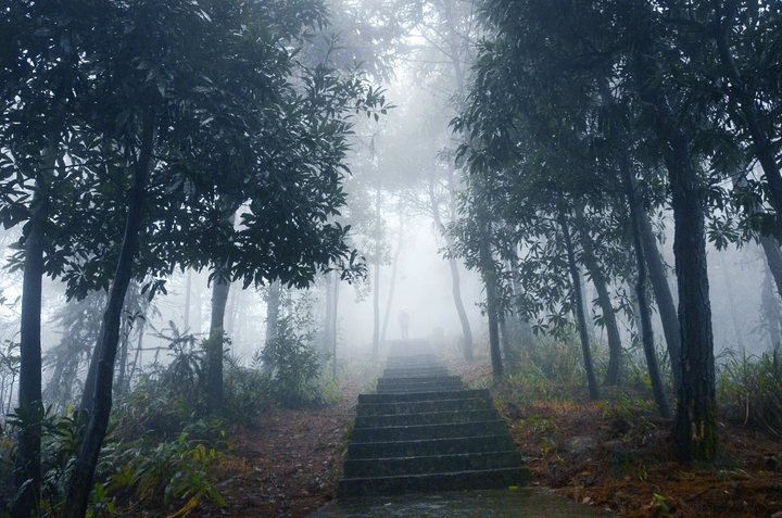 迷雾森林
