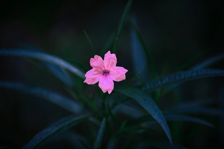 小区里的翠芦莉