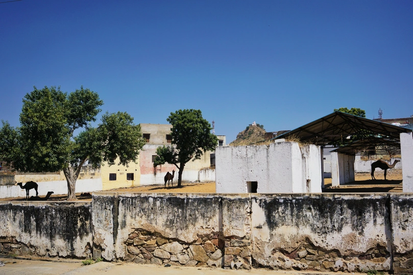 一个小城镇的一条街道 有古老的建筑、树木和路上的一头牛。