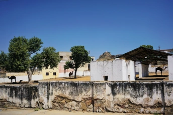 一个小城镇的一条街道 有古老的建筑、树木和路上的一头牛。