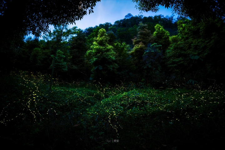 遗憾萤火