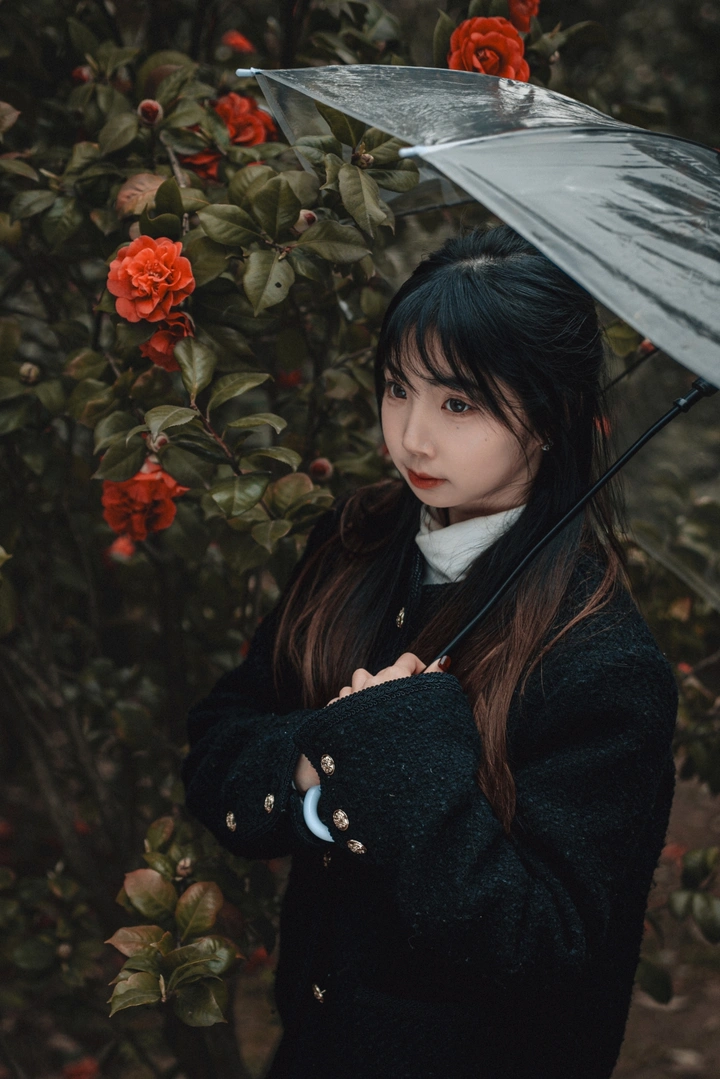 暗调山茶花