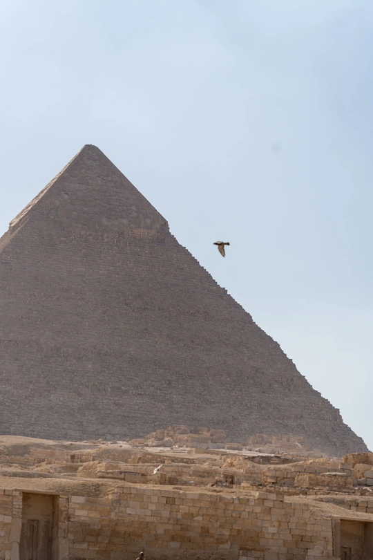 吉萨金字塔上空的鸟