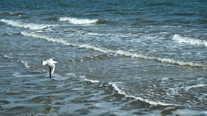 海鸥