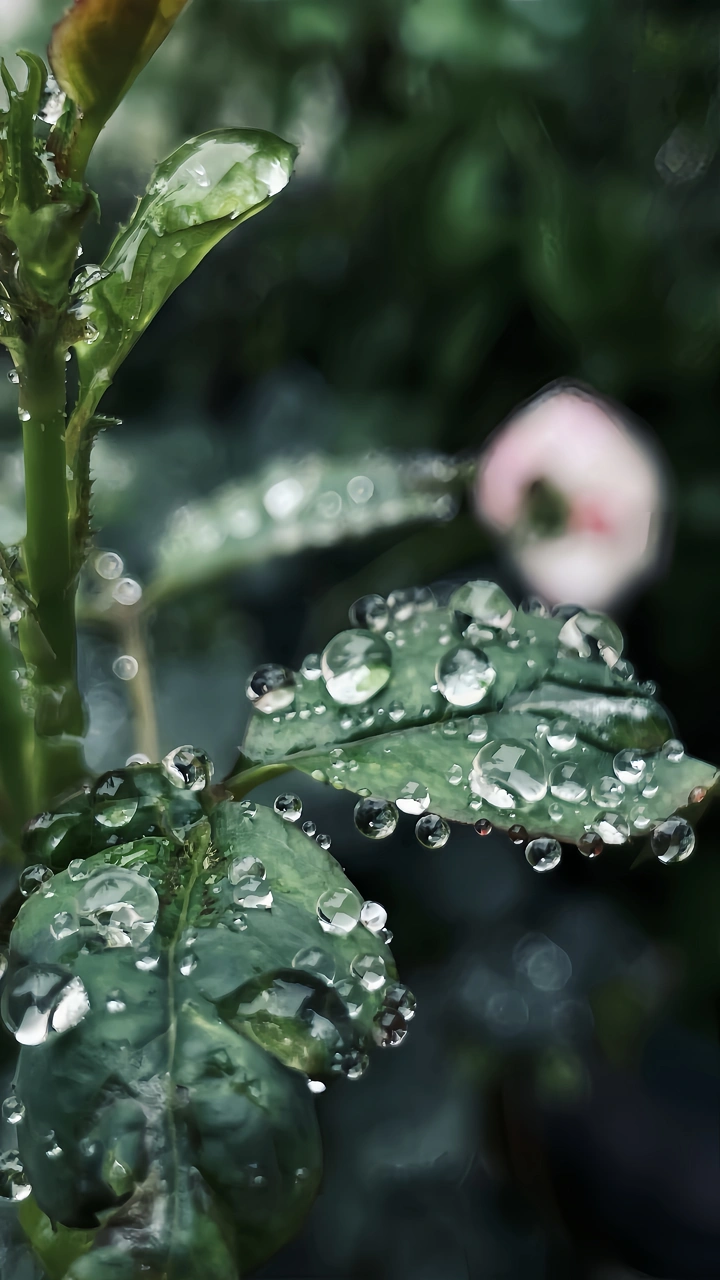 雨