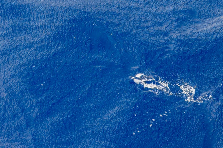 南海飞鱼