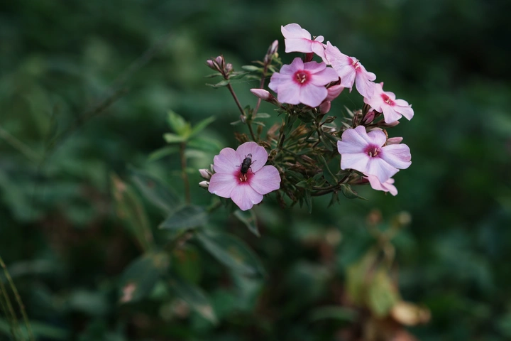 索尼A7C2昆虫对焦测试