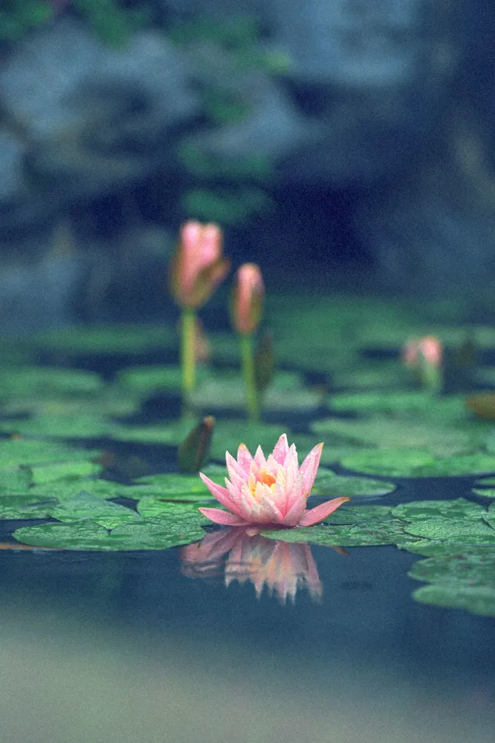 。雨后睡莲 夏将至
