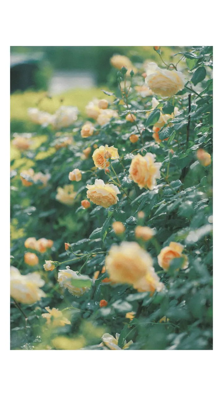 。像百花撞了春风