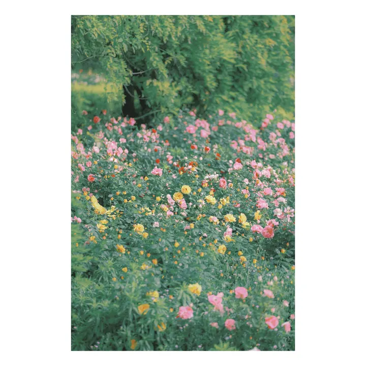 。是莫奈的花园吗？