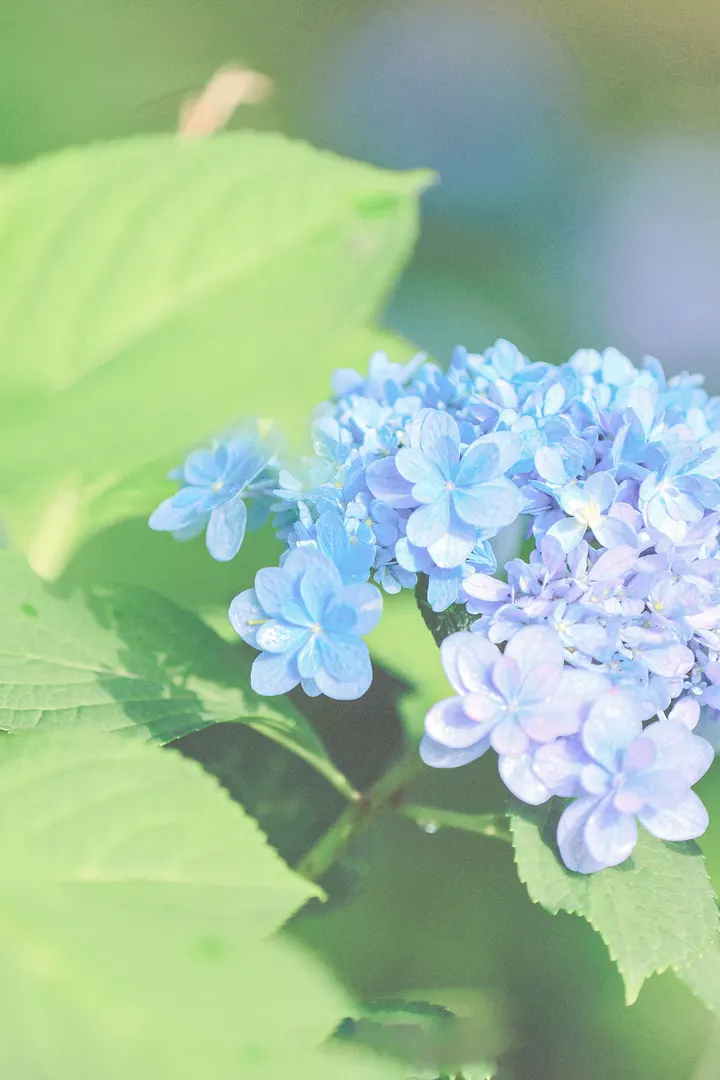 。endless summer