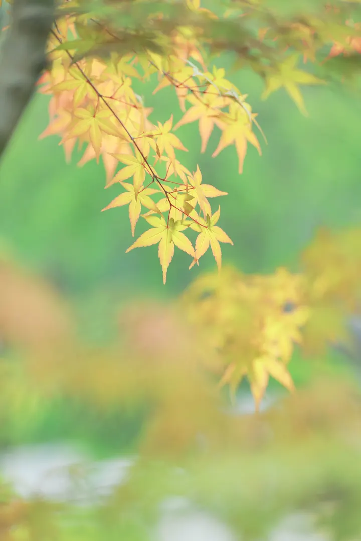 。青枫摇曳随风起