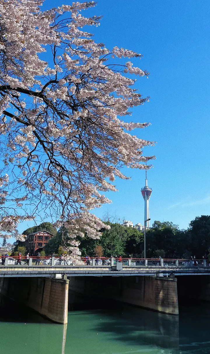 泡桐花开了