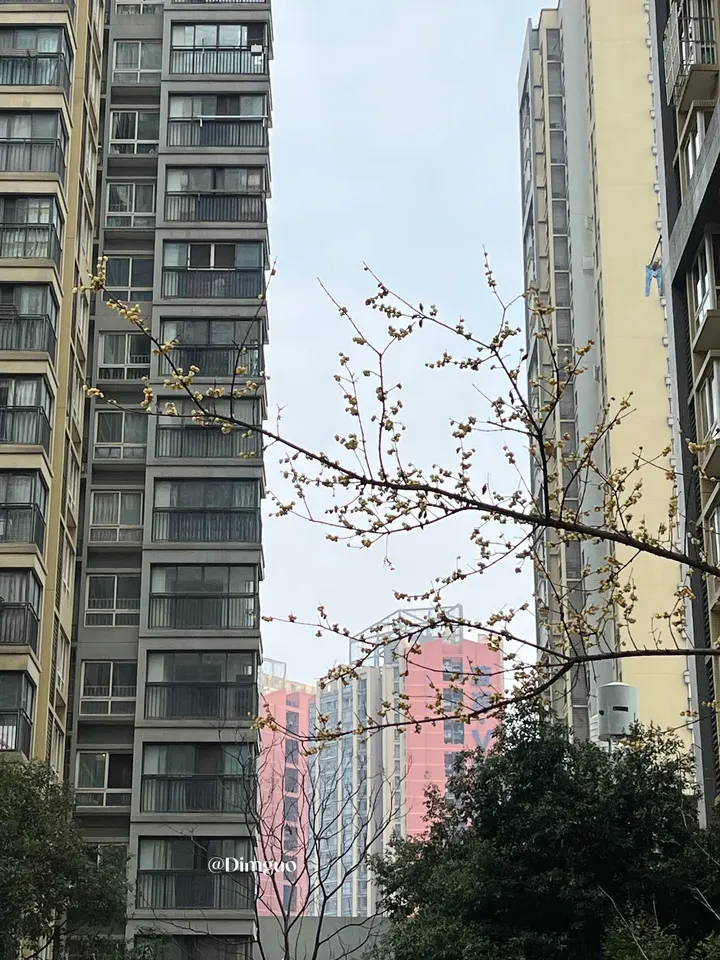腊梅花开