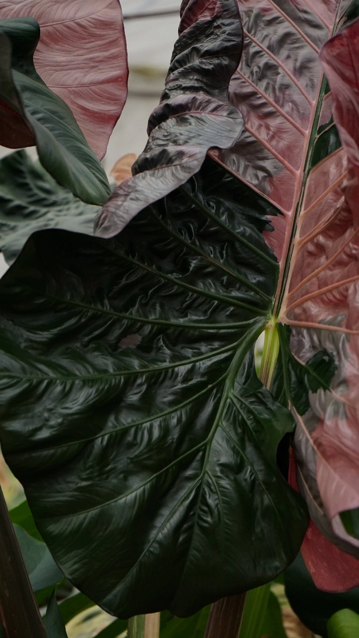 给热植拍个照