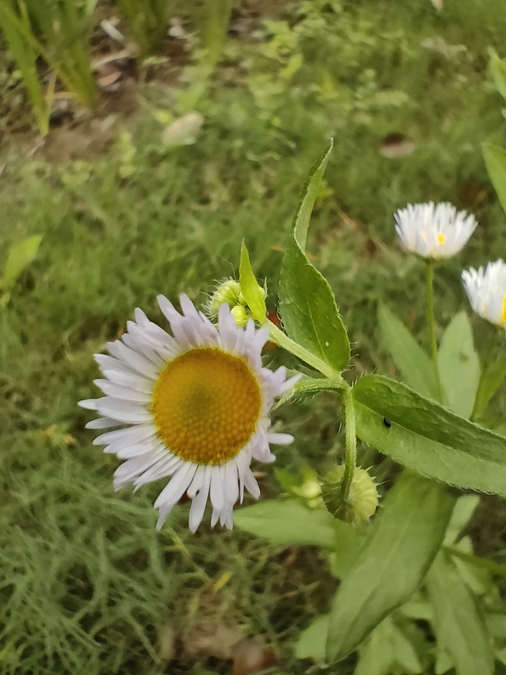 野花