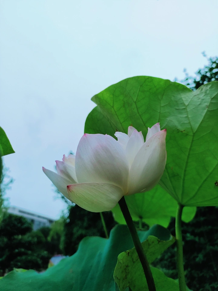 白荷
