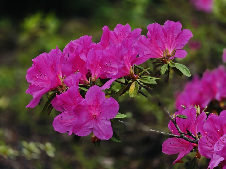 花池艳