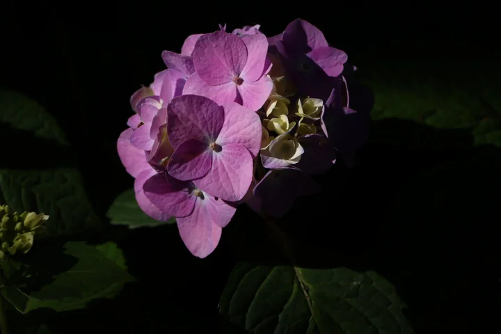 绣球花