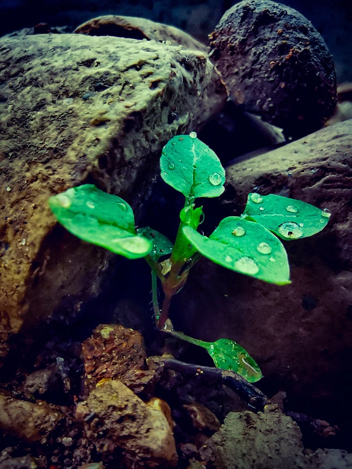 《谷雨》