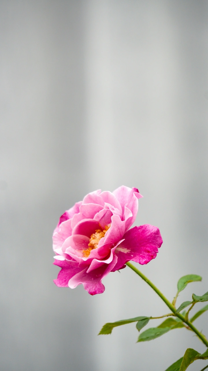 花?