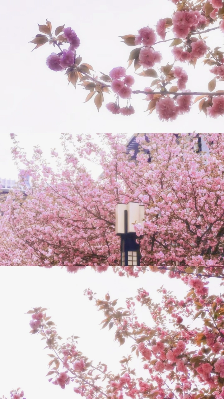 春不晚