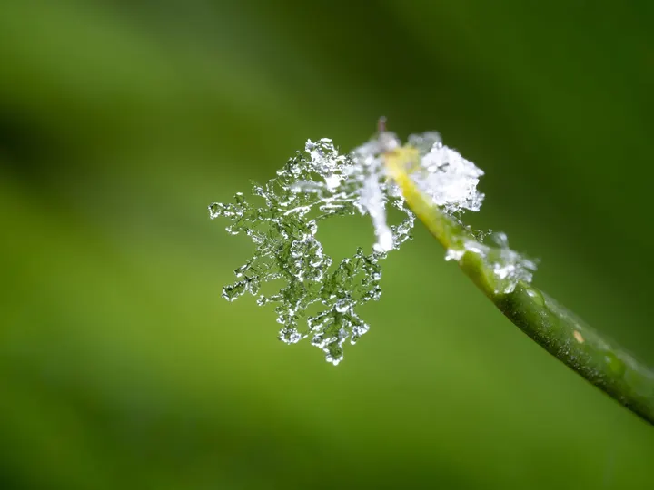 雪花