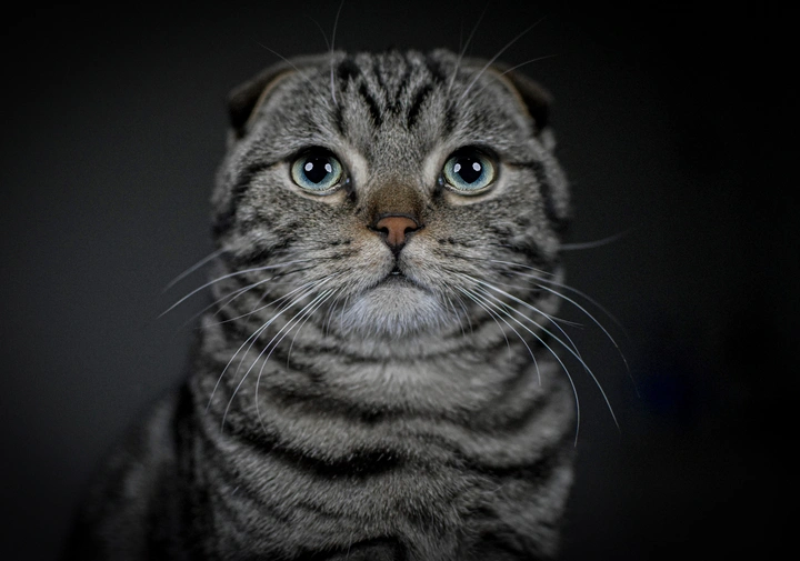虎斑猫