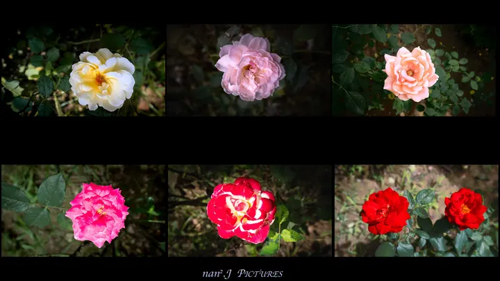 🌸｜一朵花的宇宙